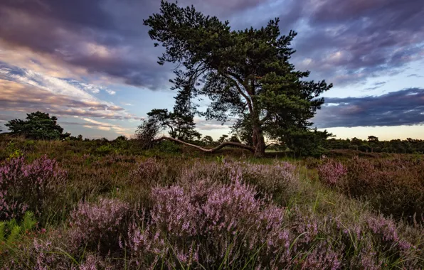 Picture field, flowers, tree, pine, Heather