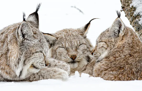 Picture winter, snow, wild cats, lynx, trio, lynx, Trinity