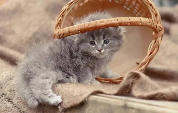 Picture cat, pose, kitty, grey, baby, basket, shawl, British