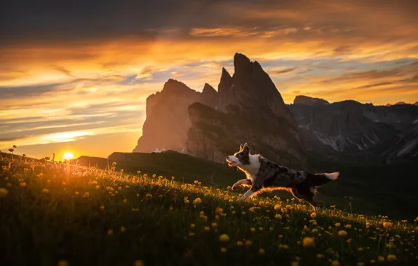 Picture sunset, flowers, mountains, dog, The border collie