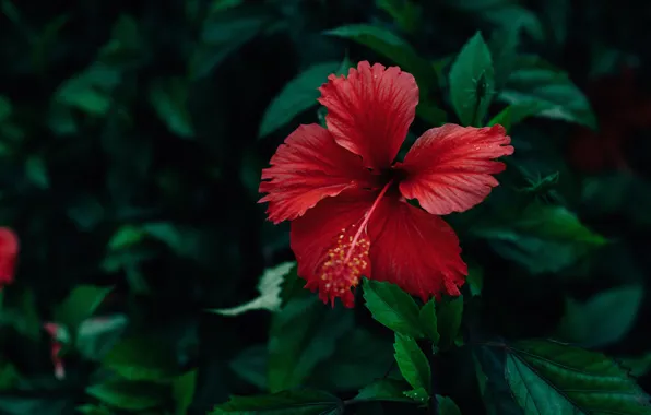 Picture flower, leaves, red, the dark background, hibiscus