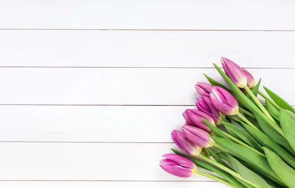 Picture flowers, bouquet, tulips, tulips, purple
