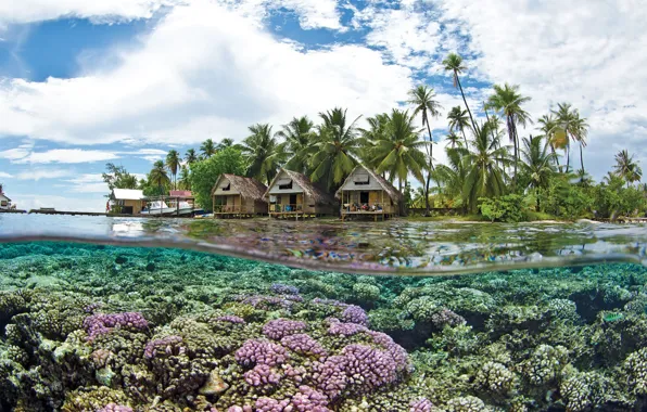 Picture palm trees, clear water, corals, resort, dip, Tahiti, Bungalow with thatched roof