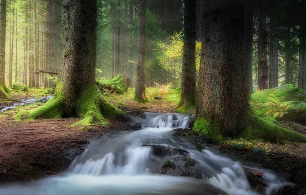 Picture forest, trees, stream, moss, forest, trees, stream, moss, Cristiano Giani