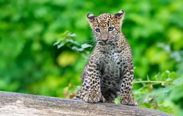 Picture kitty, background, leopard, log, sitting, cub