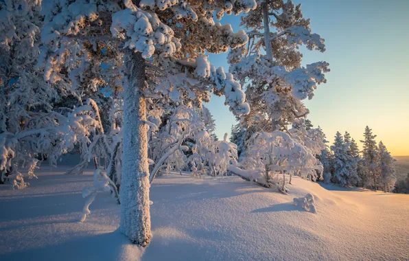 Picture winter, forest, snow, trees, the snow, taiga, Finland, Finland, Lapland, Lapland