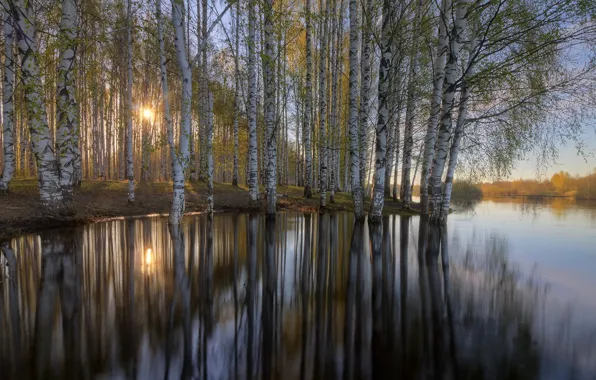 Picture autumn, river, birch