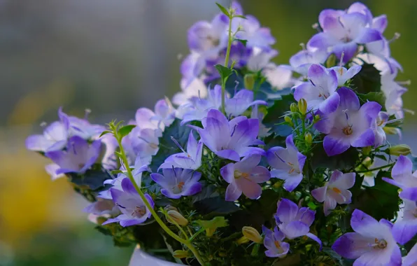 Picture flowers, bouquet, bells, lilac, bokeh