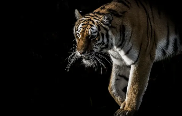 Picture tiger, background, black