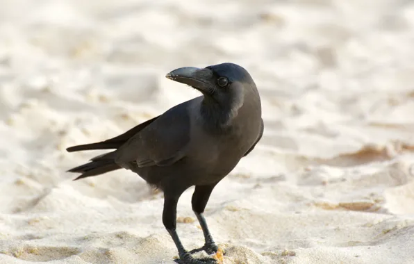 Picture bird, Raven, on the beach, Шри-ланка