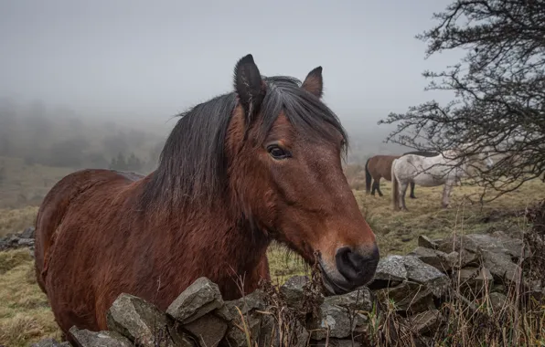 Picture nature, fog, stones, horse, meadow