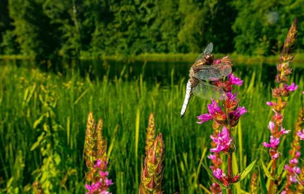 Picture forest, summer, macro, flowers, nature, glade, dragonfly, pink