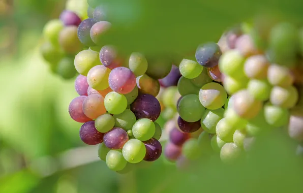 Picture summer, leaves, light, green, background, fruit, grapes, fruit, bunches, bokeh, vine, hang, Matures