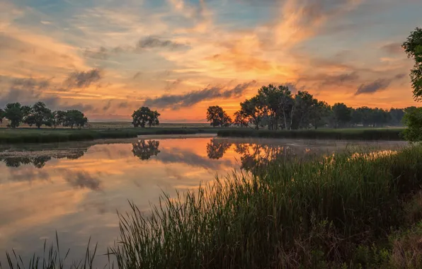 Picture summer, the sky, grass, clouds, trees, sunset, lake, reflection, thickets, shore, vegetation, the evening, pond