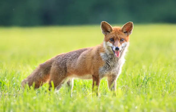 Picture greens, field, language, summer, grass, look, nature, pose, glade, Fox, tail, red, face, Fox