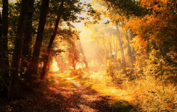 Picture autumn, forest, light, bench, fog, Park, foliage, treatment, alley, path