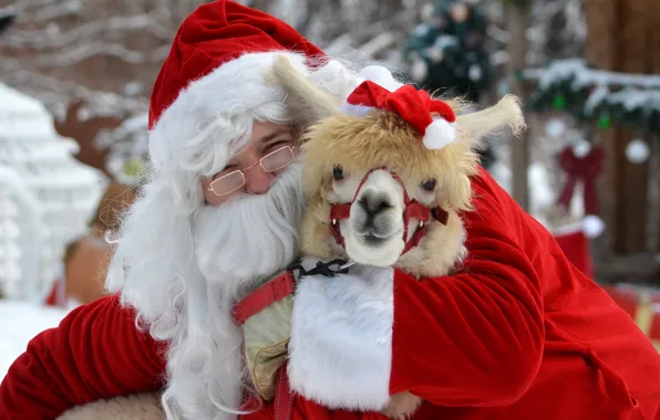 Picture mood, Christmas, New year, Santa Claus, Alpaca