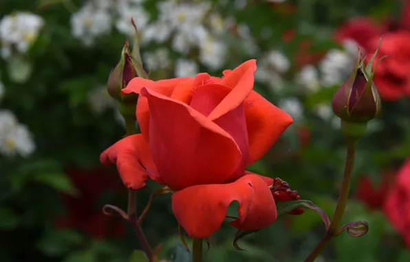 Picture flower, macro, rose, Bud, red, bokeh