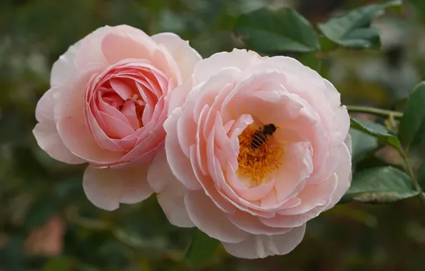 Picture bee, pink, roses