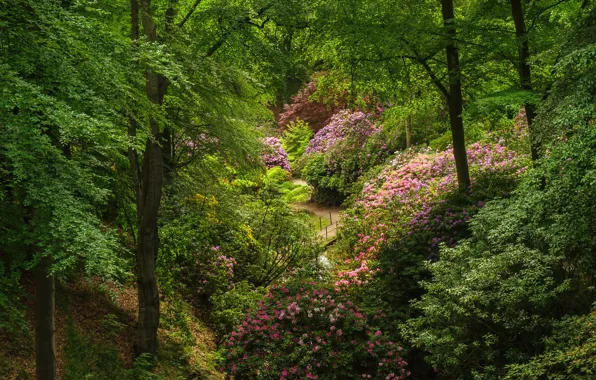 Picture greens, trees, bridge, pond, Park, Sweden, the bushes, rhododendrons, Sofiero