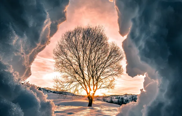 Picture winter, the sun, rays, snow, sunset, nature, tree