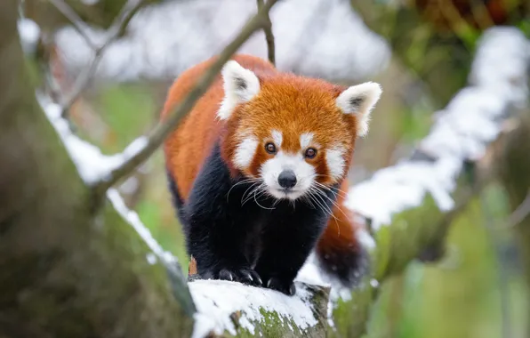 Picture winter, look, snow, branches, nature, background, tree, paws, animal, red Panda, walk, face, cutie, bokeh, …