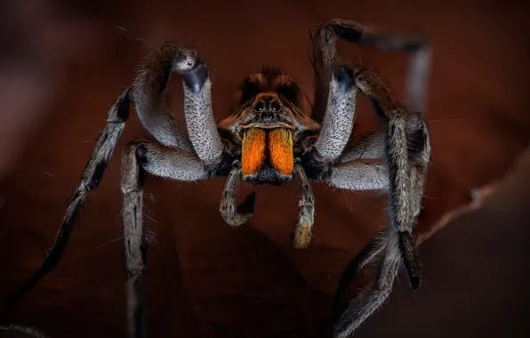 Picture macro, the dark background, leaf, legs, spider, Arachne