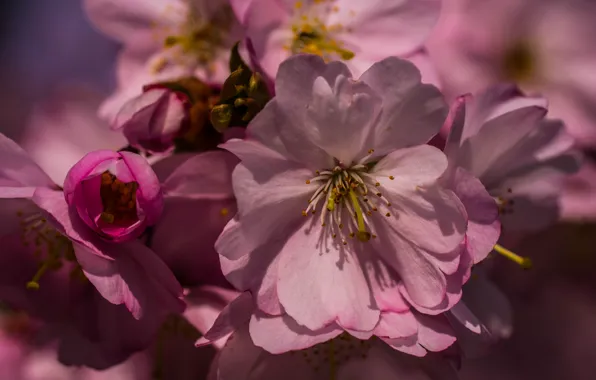 Picture macro, flowers, spring, petals, Sakura, pink, buds, flowering