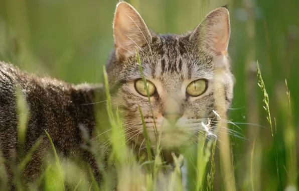 Picture cat, grass, cat, look, portrait, bokeh