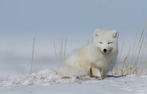 Picture winter, snow, spikelets, Fox, polar Fox