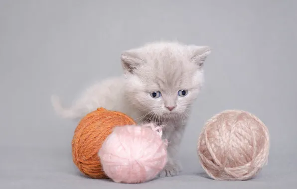 Picture cat, tangle, kitty, grey, background, baby, thread, face, photoshoot, balls, British, Hanks, yarn