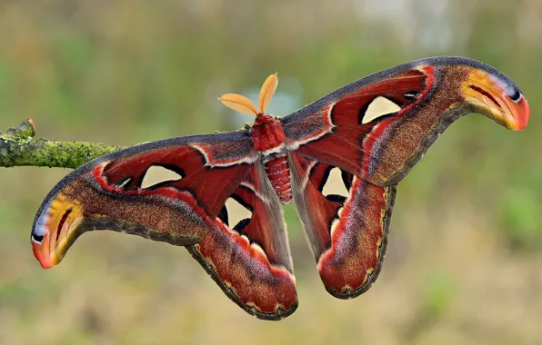 Picture macro, nature, background, pattern, butterfly, branch, insect, form, wings, antennae, colorful, Emperor moth, red-brown