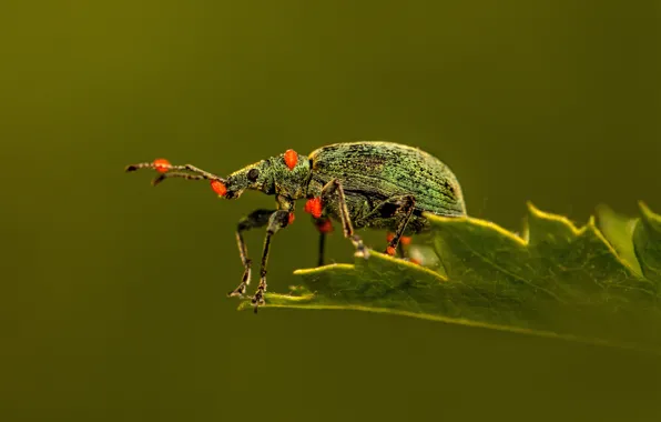 Picture Beetle, insect, nature, Beetle, insect, sitting on the leaf, красота в природе, sitting on a …