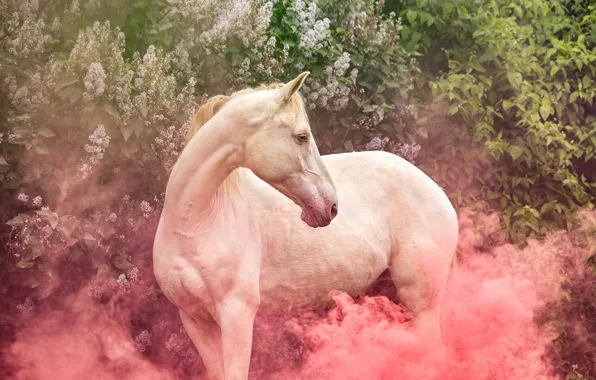 Picture white, look, face, flowers, nature, horse, pink, horse, smoke, spring, garden, couples, white, the bushes, …