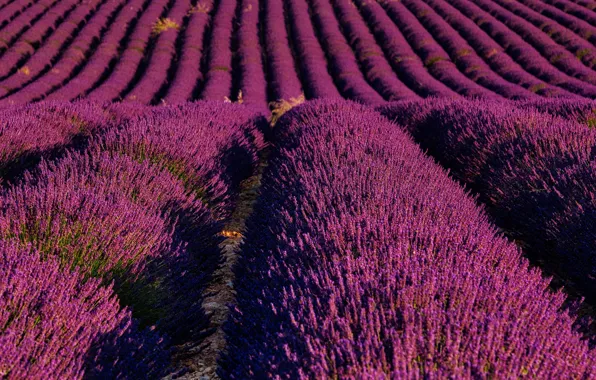 Picture field, summer, flowers, close-up, nature, France, a lot, lavender, lilac, plantation, Provence, bushes, lavender field, …
