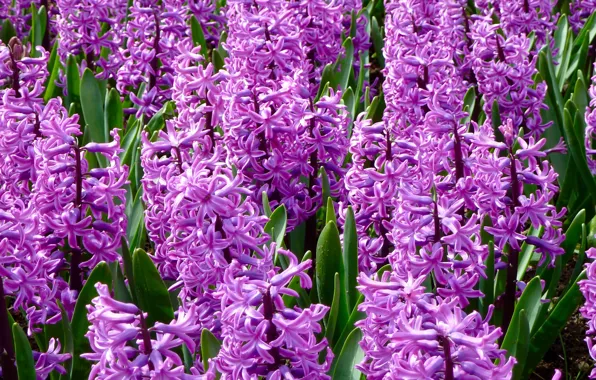 Picture flowers, bright, spring, flowerbed, a lot, lilac, hyacinths