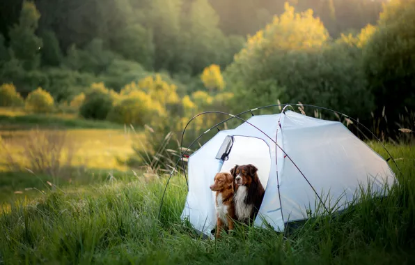 Picture greens, forest, dogs, summer, grass, look, light, trees, nature, pose, together, dog, morning, pair, tent, …