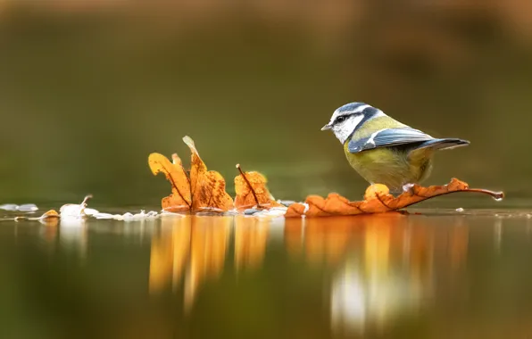 Picture autumn, leaves, water, reflection, background, bird, yellow, pond, tit, autumn, oak