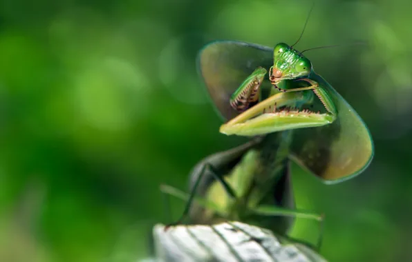 Picture look, macro, pose, green, background, blur, mantis, insect, bokeh