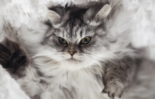 Picture cat, grey, evil