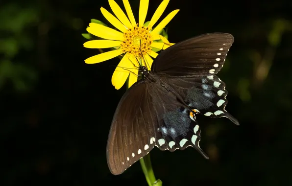 Picture background, butterfly, yellow flower