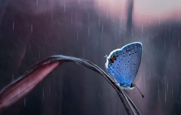Picture drops, nature, rain, Butterfly