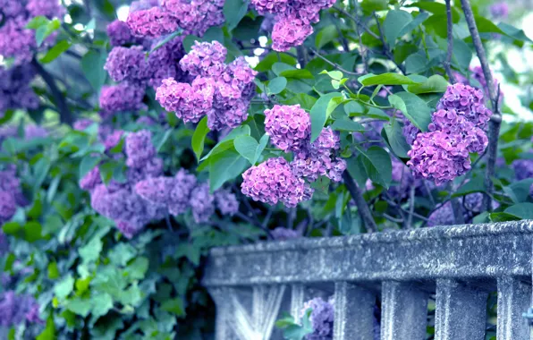 Picture branches, lilac, bunches, bunches