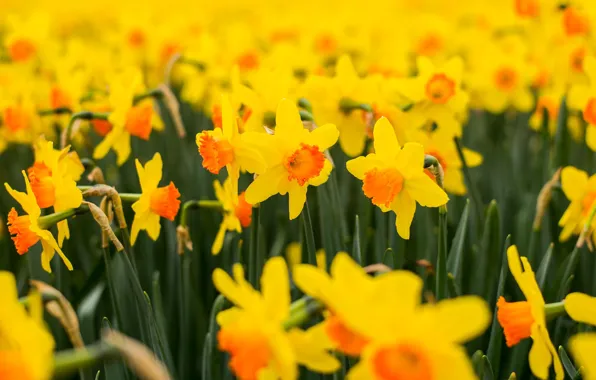 Picture spring, flowering, daffodils