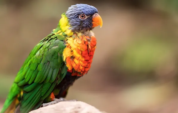 Picture nature, bird, parrots