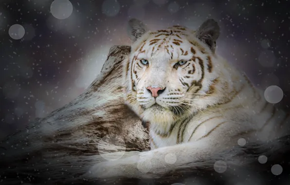 Picture winter, white, look, face, snow, tiger, rendering, background, tree, photoshop, portrait, treatment, lies, log, snowfall, …