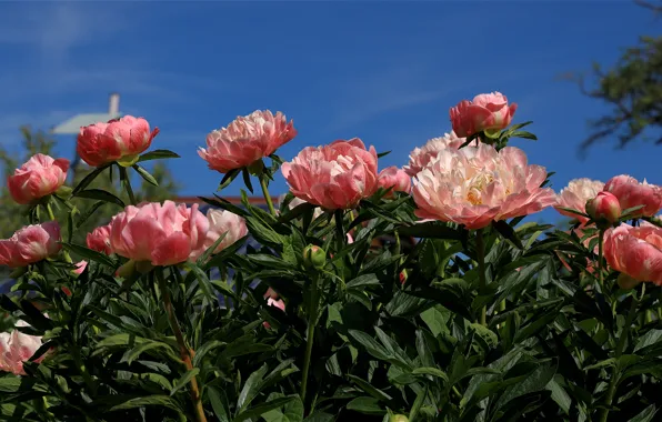 Picture the sky, leaves, flowers, blue, spring, garden, pink, flowerbed, the bushes, peonies
