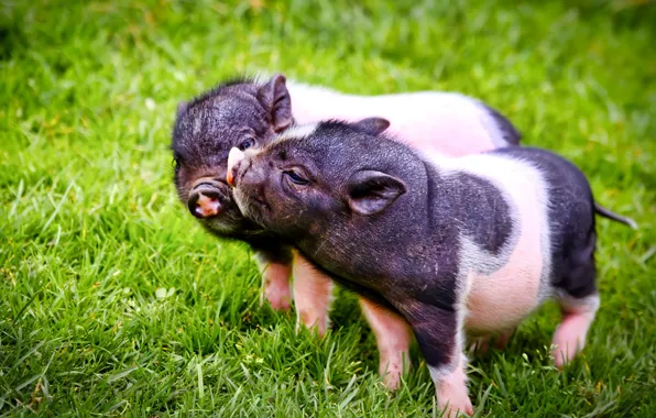 Picture grass, a couple, pigs, pigs, two pigs
