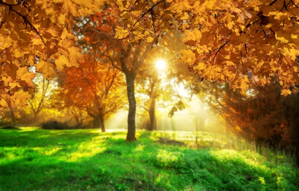 Picture autumn, leaves, trees, bridge, Park, forest, nature, yellow, park, autumn, leaves, tree, sunlight