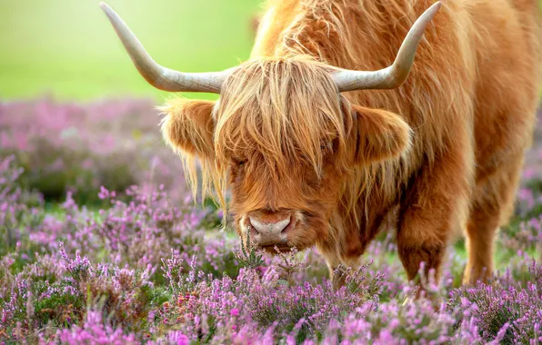 Picture face, flowers, cow, bull, Scottish, Heather